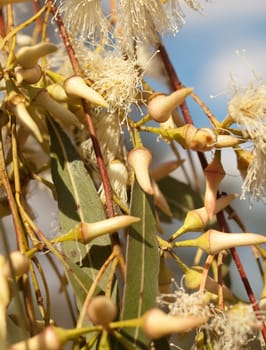 Australian wildflowers Eucalyptus tereticornis Forest Red Gum Flower Buds and leaves foliage closeup