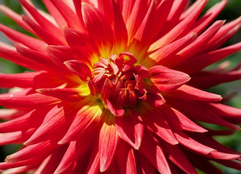 Close up of a Yellow and Red Dahlia with green background