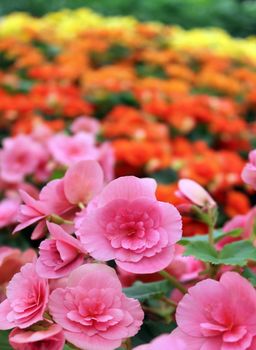 many beautiful begonia flowers as floral background