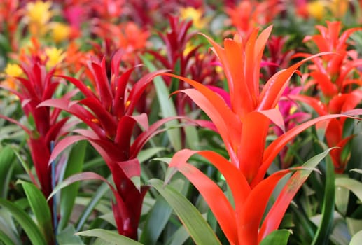 many beautiful guzmania magnifica flower as floral background