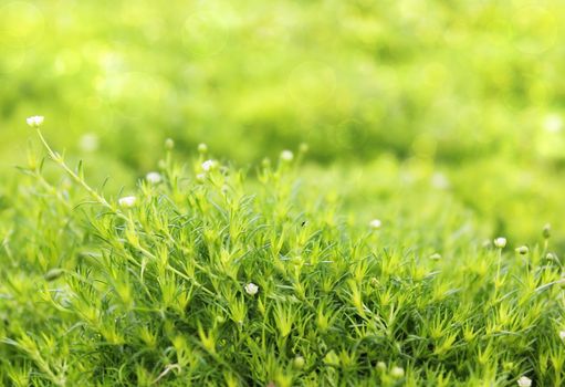 green grass carpet as floral background