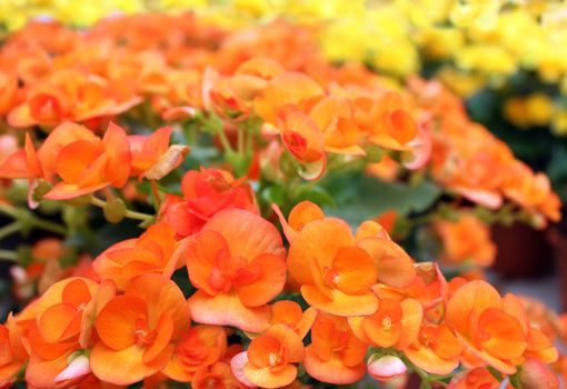 many beautiful redheaded begonia flowers as floral background
