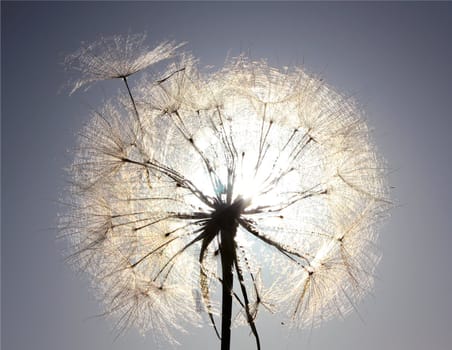 Dandelion on a background a bright blue sky