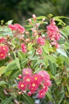 Callistemon bottle-brush