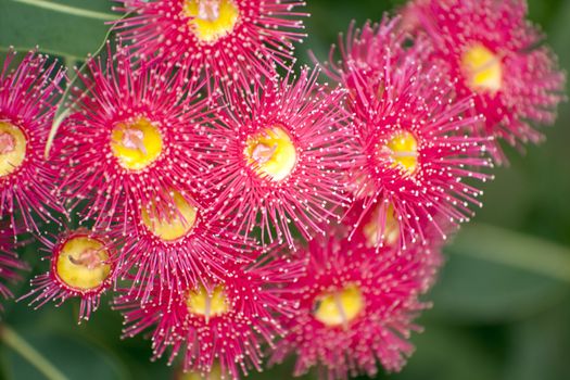 Callistemon - red bottlebrush flower in bloom