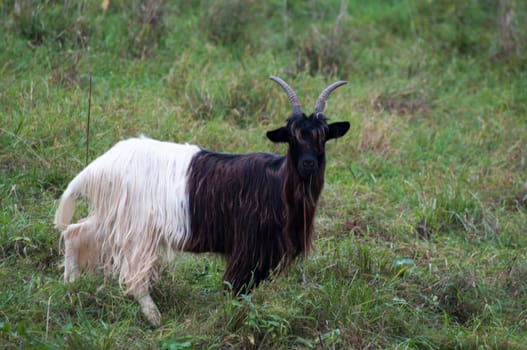 Valais Blackneck Goat on a summer pasture