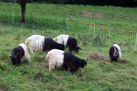 Valais Blackneck Goats on a summer pasture