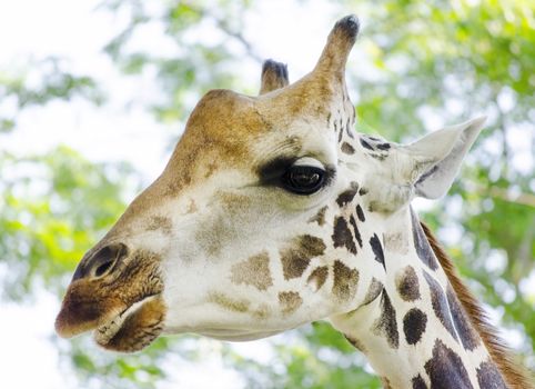 close up of a giraffe