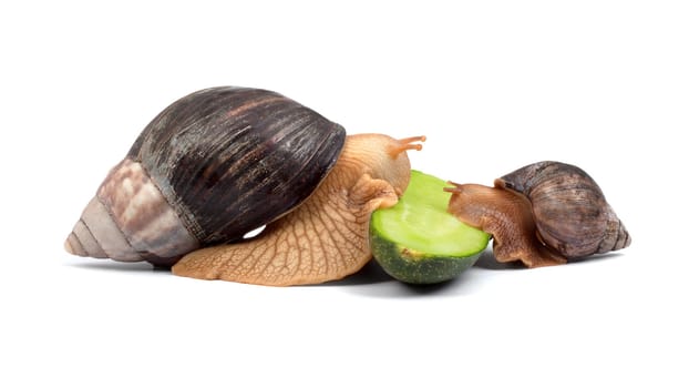 Two brown snail isolated on white background