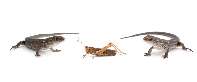 Two lizards and a grasshopper isolated on white background