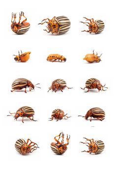 Live and dead a colorado potato beetles