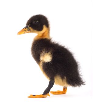 The black small duckling isolated on a white background