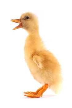 The yellow small duckling isolated on a white background