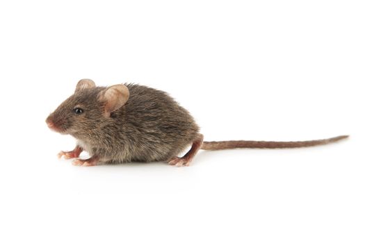 Small mouse isolated on a white background