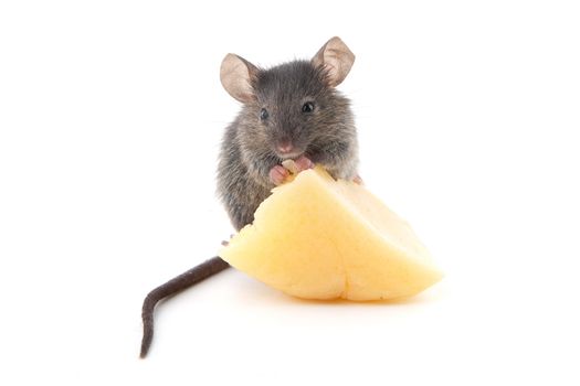 Mouse and cheese isolated on a white background