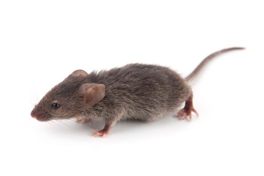 Small mouse isolated on a white background