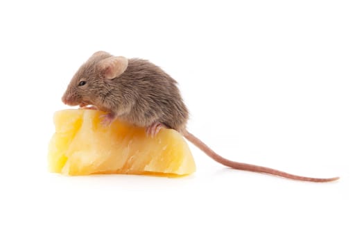 Mouse and cheese isolated on a white background