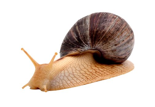One brown snail isolated on white background
