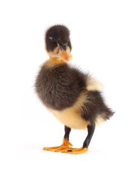 The black small duckling isolated on a white background