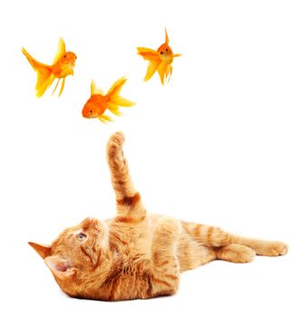 Cat playing with goldfishes isolated on white background