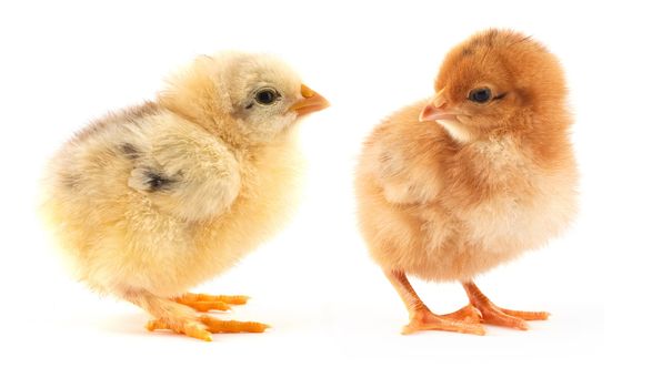 The yellow small chick with egg isolated on a white background