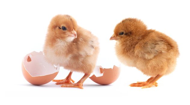 The yellow small chicks with egg isolated on a white background