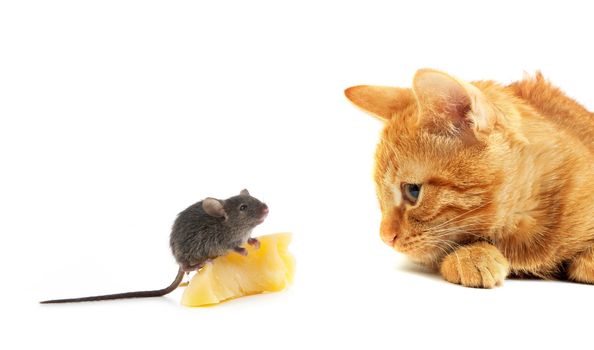 Mouse and cat isolated on white background