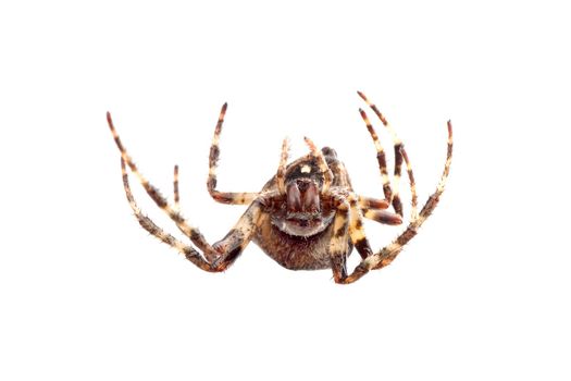 Big brown spider on a whtie background