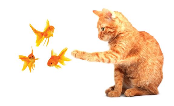 Cat playing with goldfishes isolated on white background