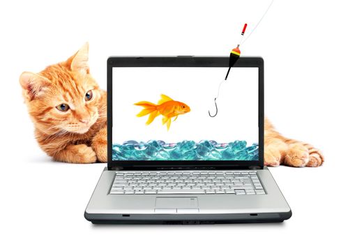 Goldfish, cat, laptop isolated on white background