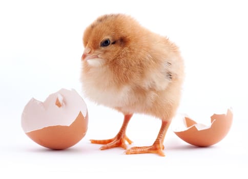 The yellow small chick with egg isolated on a white background