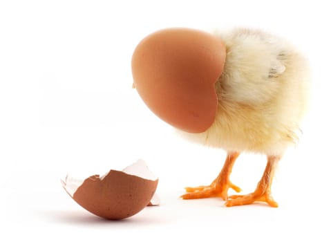 The yellow small chick with egg isolated on a white background