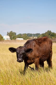 Cow on a green dandelion field, Blue sky