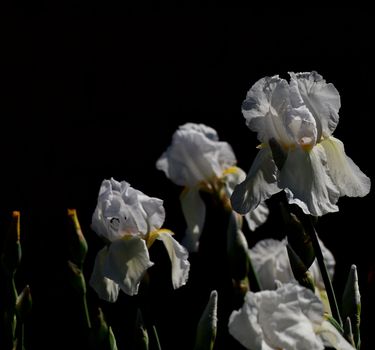 White irises with buds in natural environment isolated on black bacground