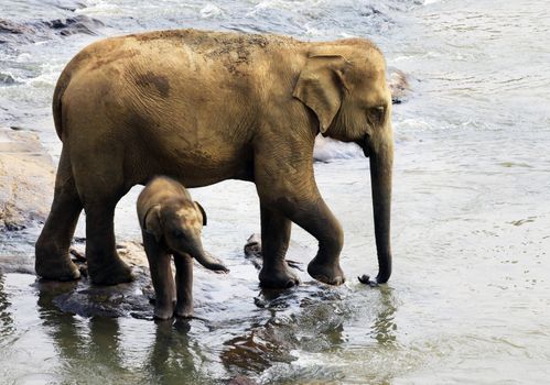 Family of Indian elephants. Pinnawela Elephant Orphanage on Sri Lanka