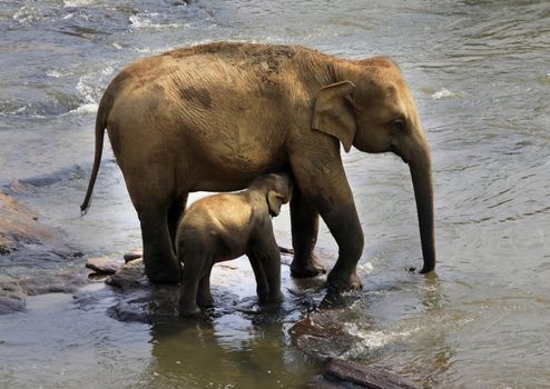 Family of Indian elephants. Pinnawela Elephant Orphanage on Sri Lanka