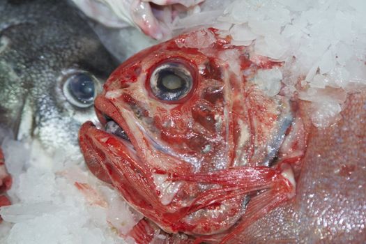 Orange Roughy (Hoplostethus atlanticus) in a fishmongers in Auckland, New Zealand