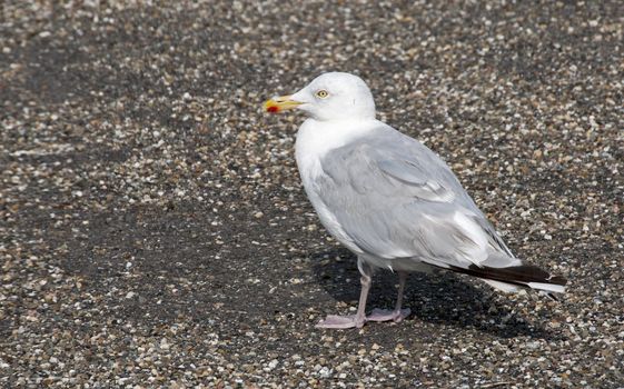 seagull with yellow beak standing on asphalt 