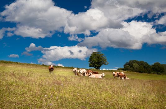 few alpine cows on summer Bavarian meadows