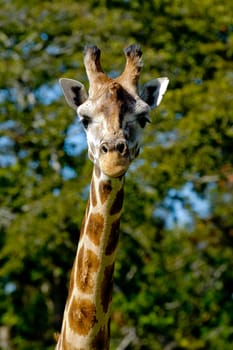 A sweet giraff is standing and looking.
