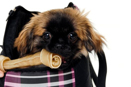 Sweet puppy dog in bag is eating a bone, isolated on a white background.