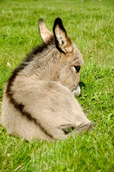 A sweet donkey foal is resting on green grass
