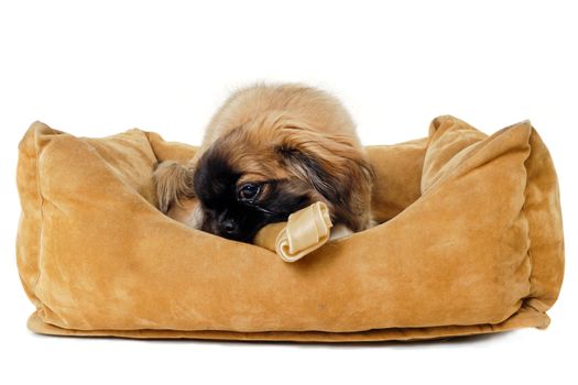 Puppy dog is eating bone in dog bed. Taken on a white background