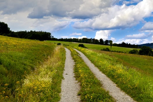 rural road in summer flowering meadows