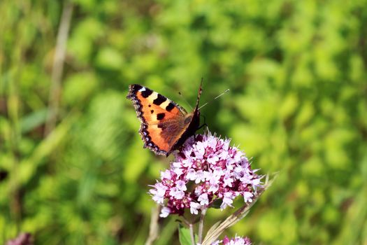 Aglais urticae L -  Small Tortoiseshell butterfly on flower outdoors