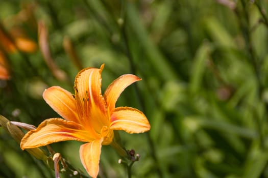 Daylily in sunshine