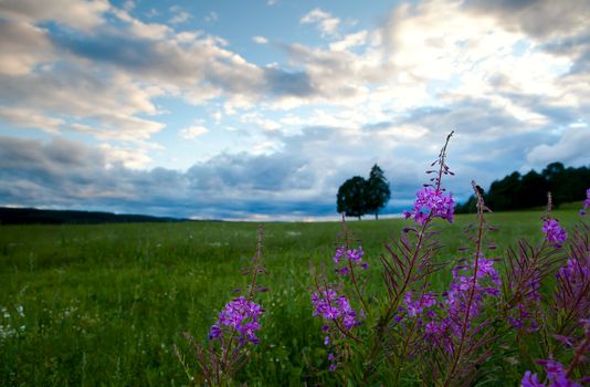 wild purple summer flowers on meadows