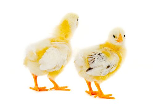 Two sweet baby chicks is standing on a clean white background.