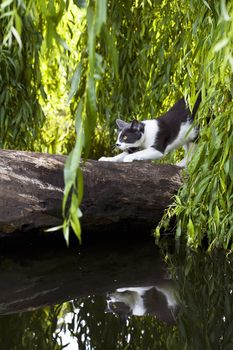 domestic cat on wood reflected in lake surface