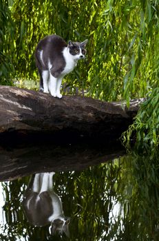 domestic scared cat on wood and his reflection in water